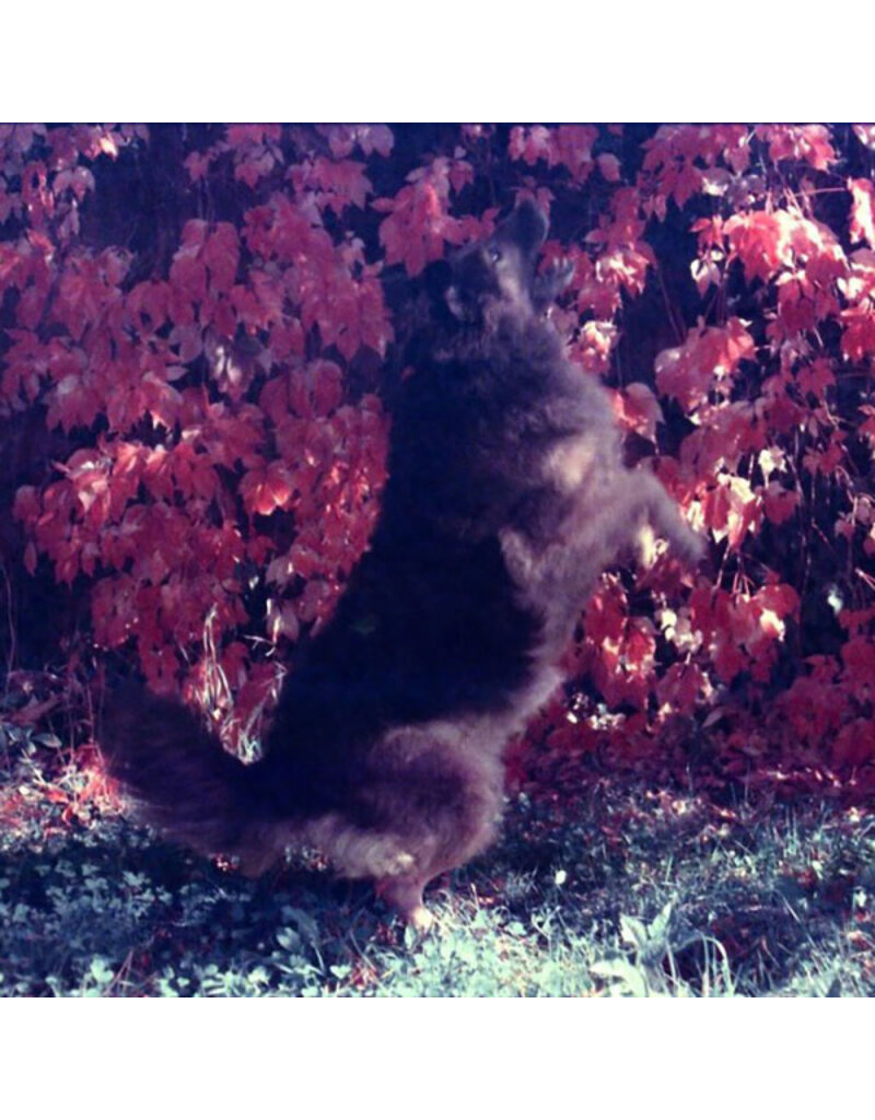 KONO! KONO! Candy ISO 200 35mm x 36 exp. - Color Film