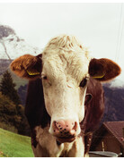 Mira Color Mira Color 400 ISO 35mm Film 36 Exposure