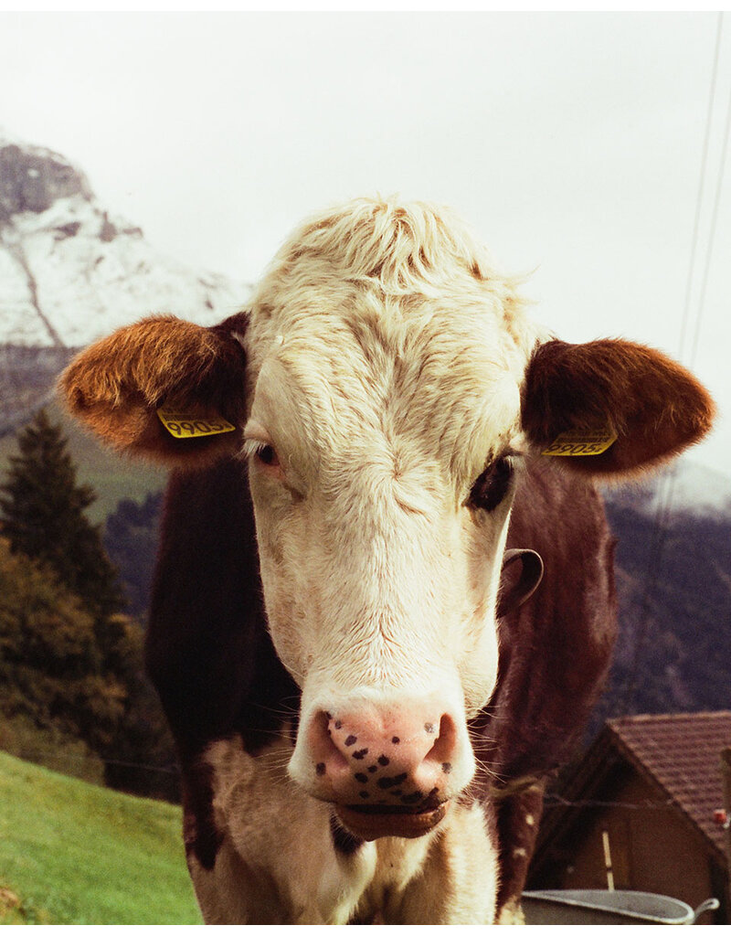 Mira Color Mira Color 400 ISO 35mm Film 36 Exposure