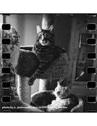 Film Photography Project FPP Mummy 35mm 24 Exposures B&W NEGATIVE FILM 400 ISO