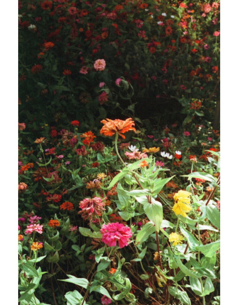 Retocolor Maple 100 ISO 35mm x 27 exp. Color Negative C-41 Process Film