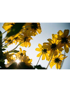 Kodak Kodak Eastman Kodacolor 100 Color Negative Film (35mm, 36 Exposures)