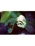 Amber Amber T200 ISO Color Negative Movie Film 35mm x 27exp.