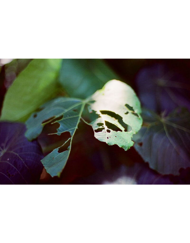 Amber Amber T200 ISO Color Negative Movie Film 35mm x 27exp.
