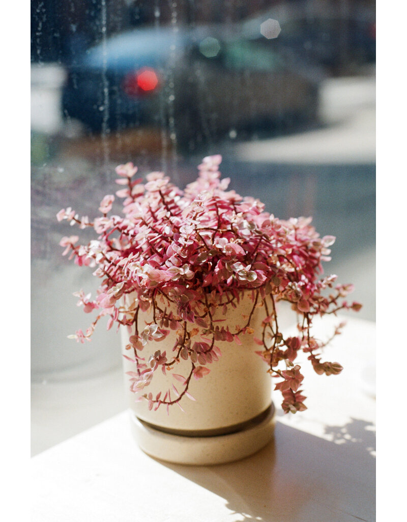 Kodak Kodak Kodacolor 100 Color Negative Film (35mm Roll Film, 36 Exposures)