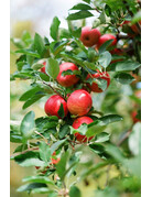 Kodak Kodak Eastman UltraMax 400 Color Negative Film (35mm Roll Film, 36 Exposures)