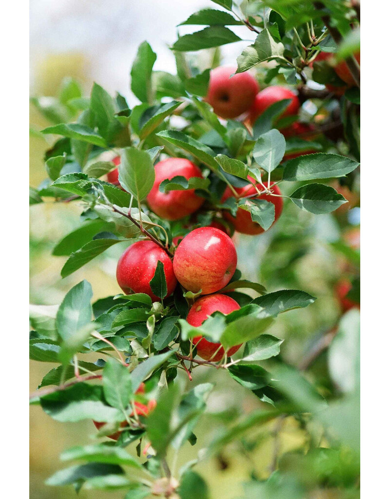 Kodak Kodak Eastman UltraMax 400 Color Negative Film (35mm Roll Film, 36 Exposures, 3-Pack)