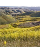 Kodak Kodak Eastman Ektar 100 120mm Single Roll