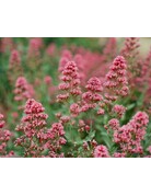 Kodak Kodak Eastman Ektar 100 120mm Single Roll