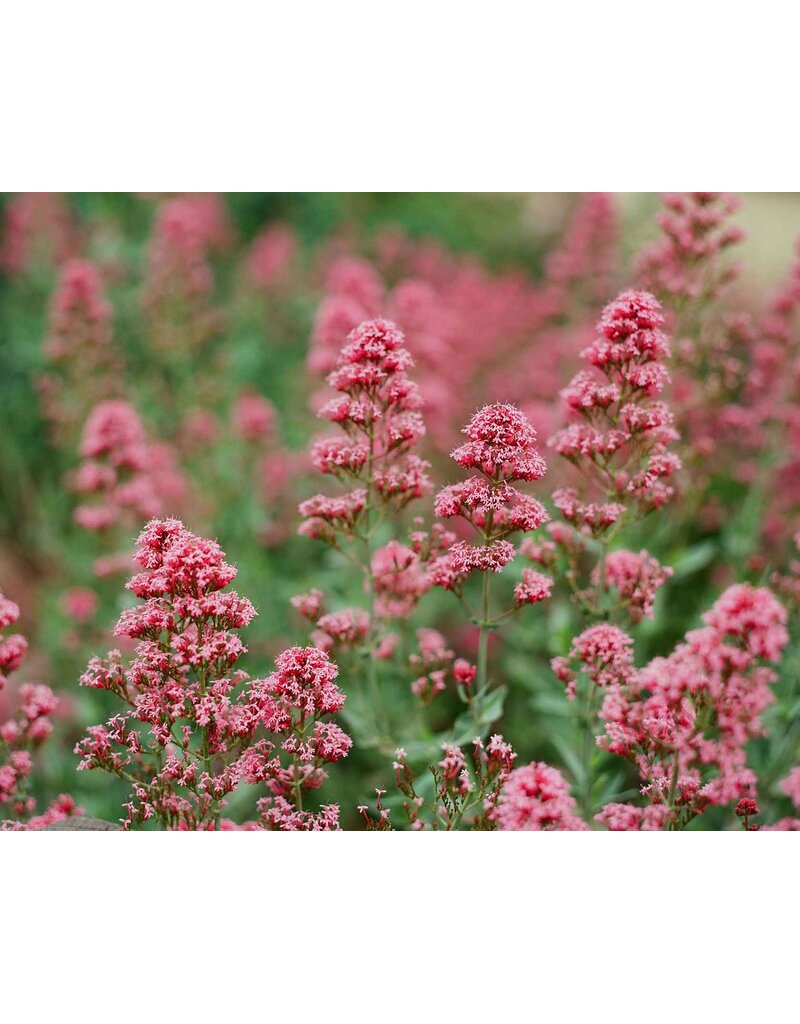 Kodak Kodak Eastman Ektar 100 120mm Single Roll