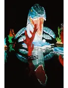 Santa Color Santa Color 800 (35mm Roll Film, 36 Exposures)