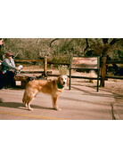 Karmir Karmir 160 ISO 35mm x 36 Exp. Color Negative Film