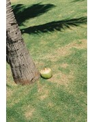 Mr. Negative Mr. Negative Fragile (Film Safety Capsule) 400 ISO 35mm Color Film 36exp