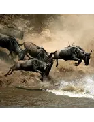Kenya: The Great Migration AUGUST 1 - 15, 2027