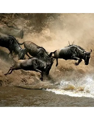 Kenya: The Great Migration AUGUST 1 - 15, 2027