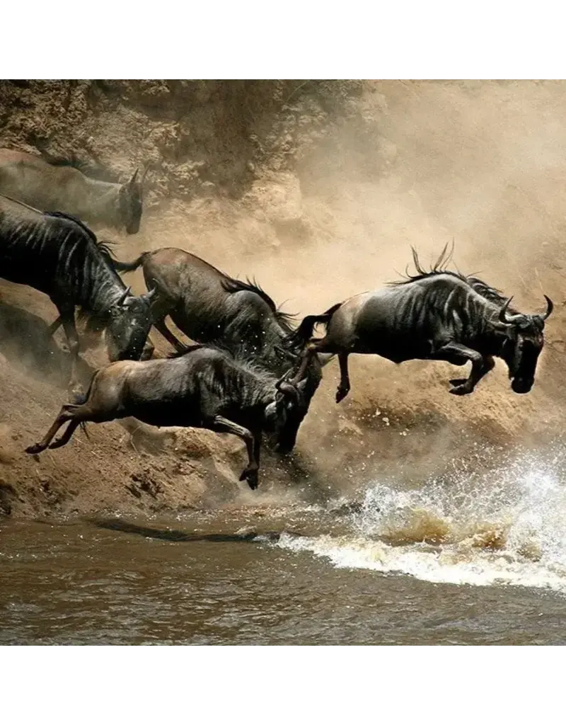 Kenya: The Great Migration AUGUST 1 - 15, 2027
