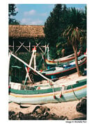 Harman HARMAN Phoenix 125 Color Negative Film (35mm Roll Film, 36 Exposures)