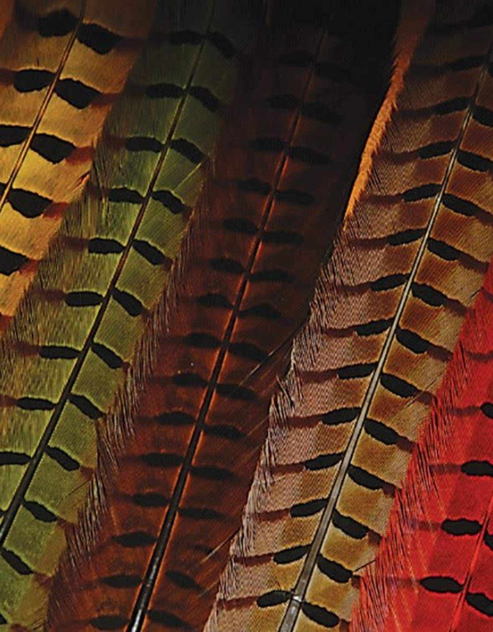 Wapsi Ringneck Pheasant Tail Feathers Pair