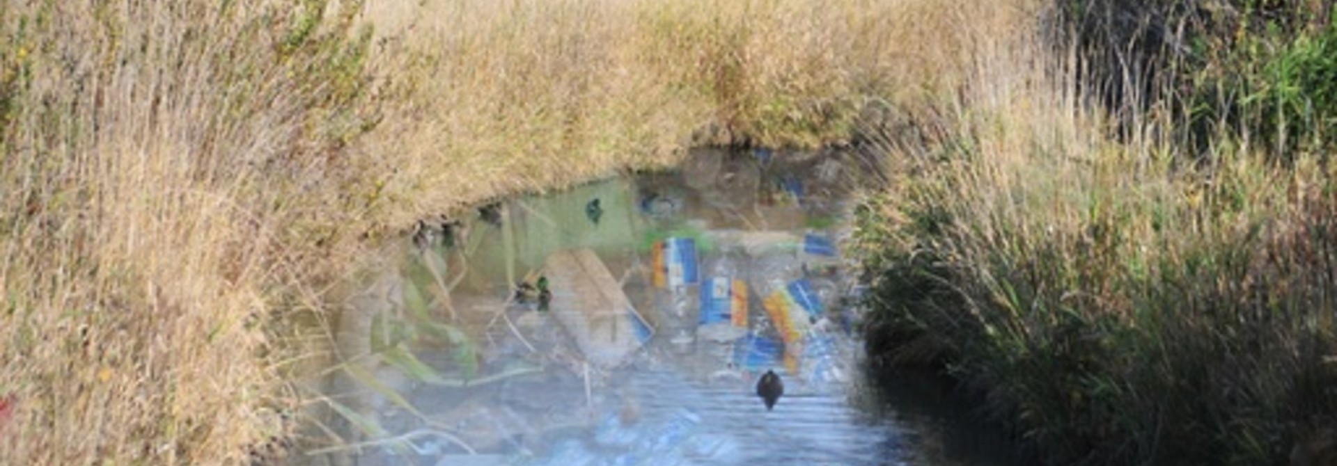 Environmental Studies 3