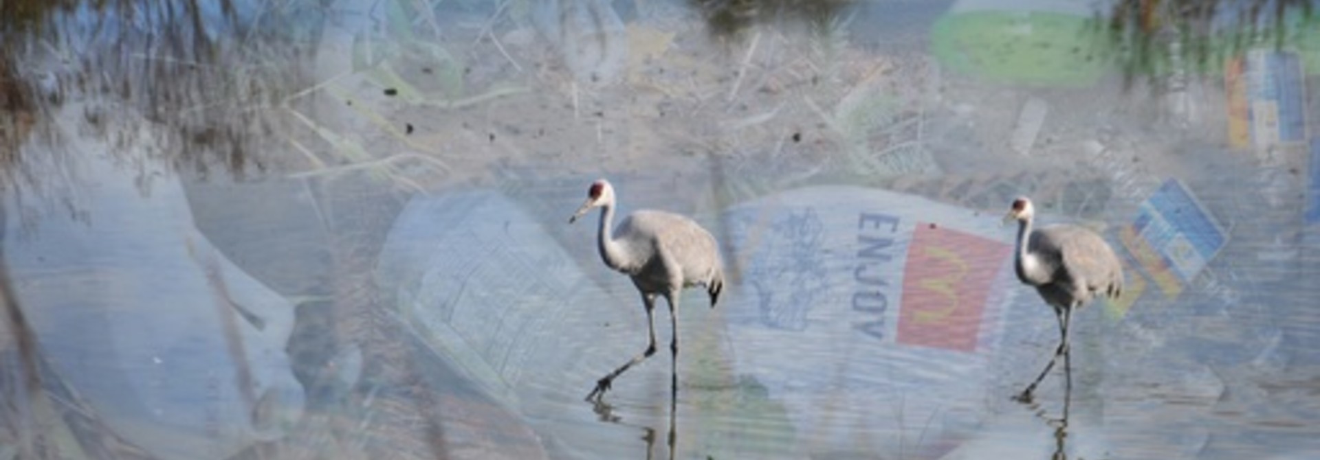 Red Head Crane