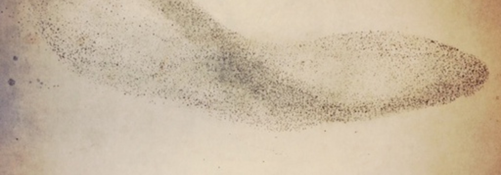 Murmuration II