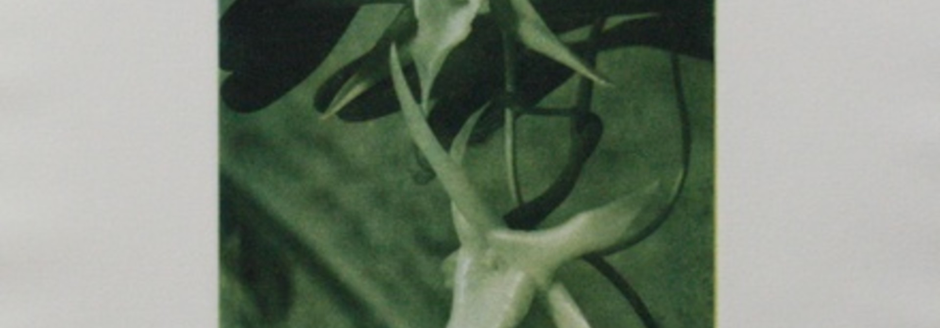 Angraecum Sesquipidace 1