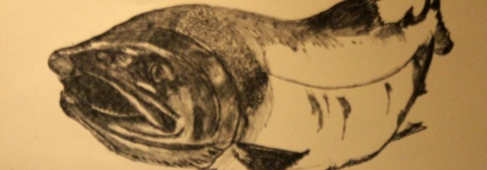 Coho