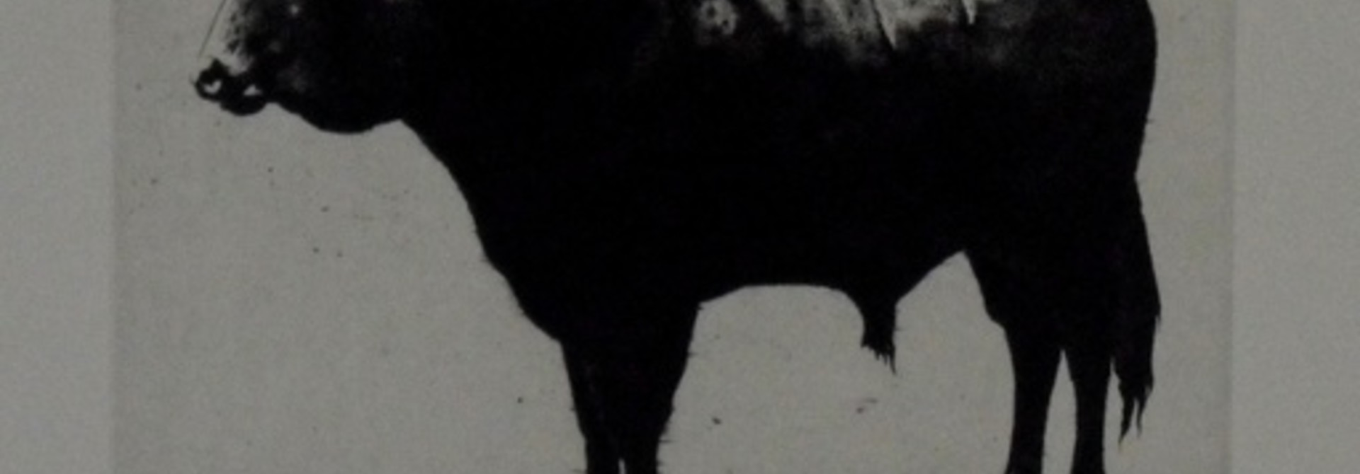 Bull