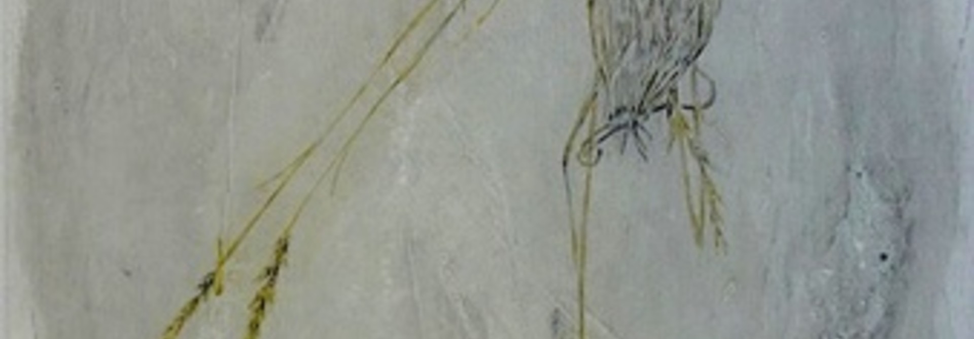 Achnatherum nelsonii,B.C. Grasses Series