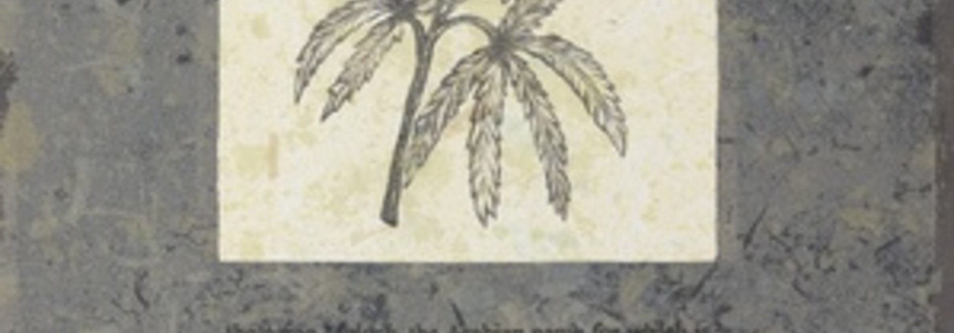 Cannabis sativa