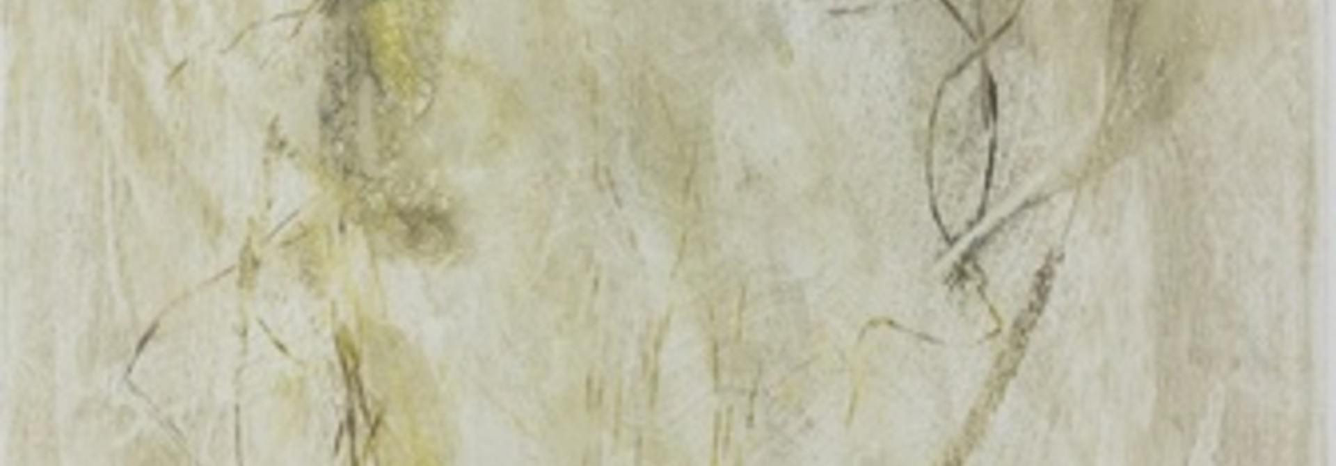 Koleria macrantha