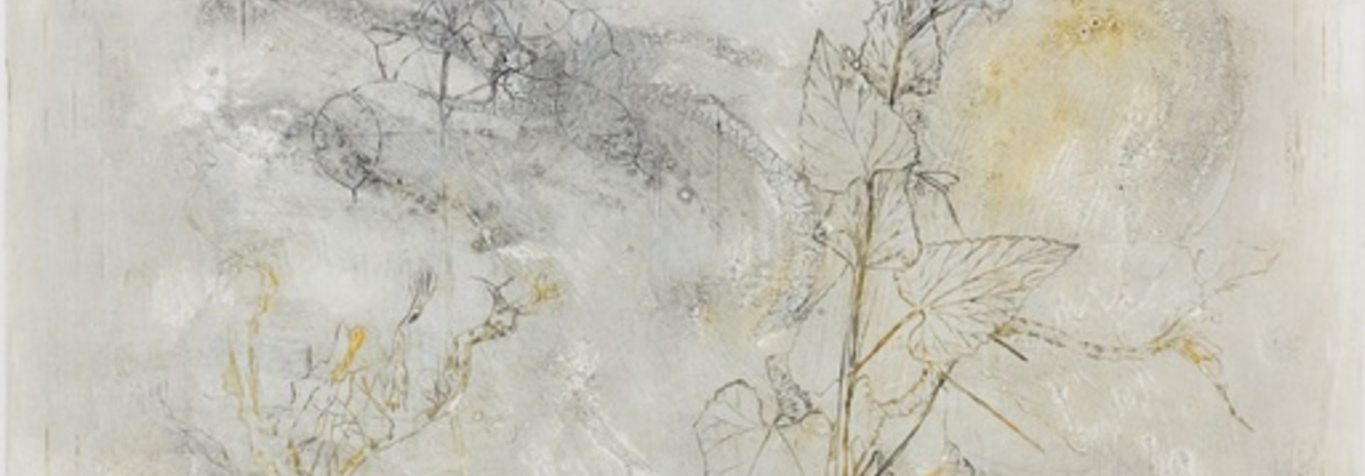 Lunaria annua / Honesty