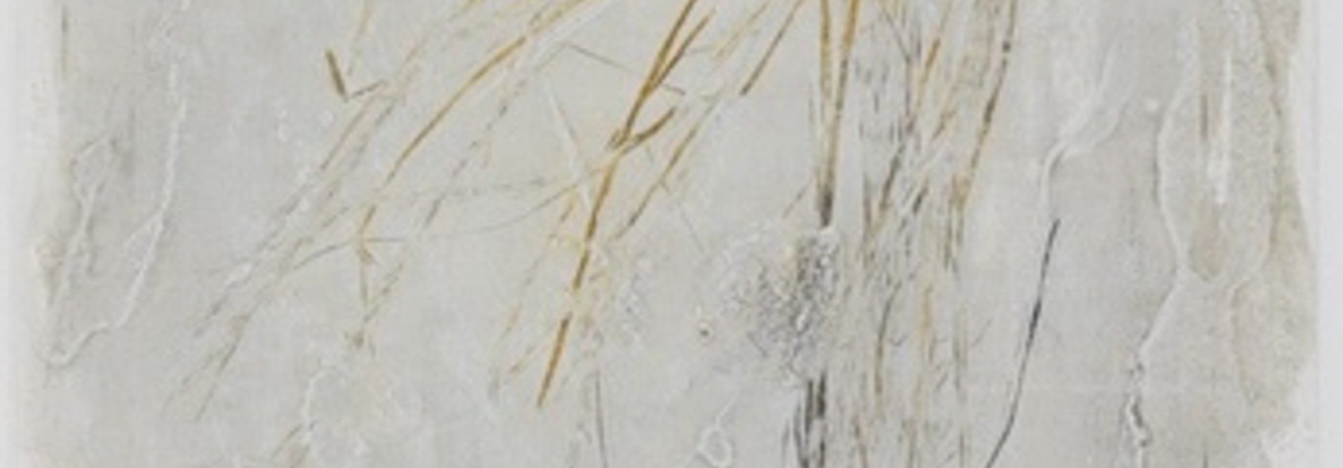 Agropyron spicatum