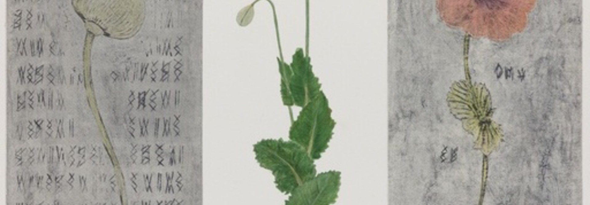 Poppies