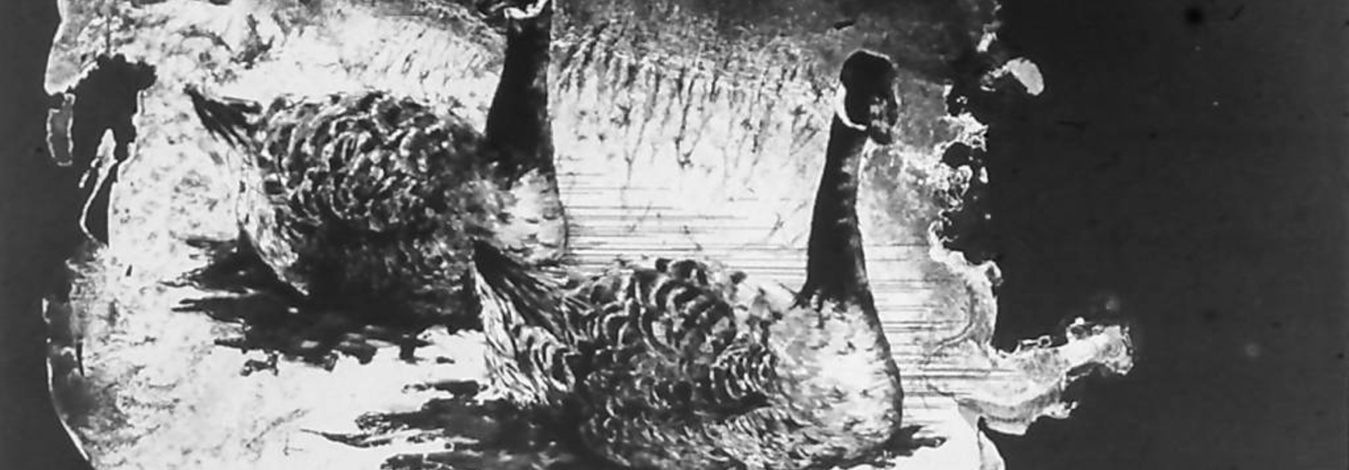 Canada Geese I