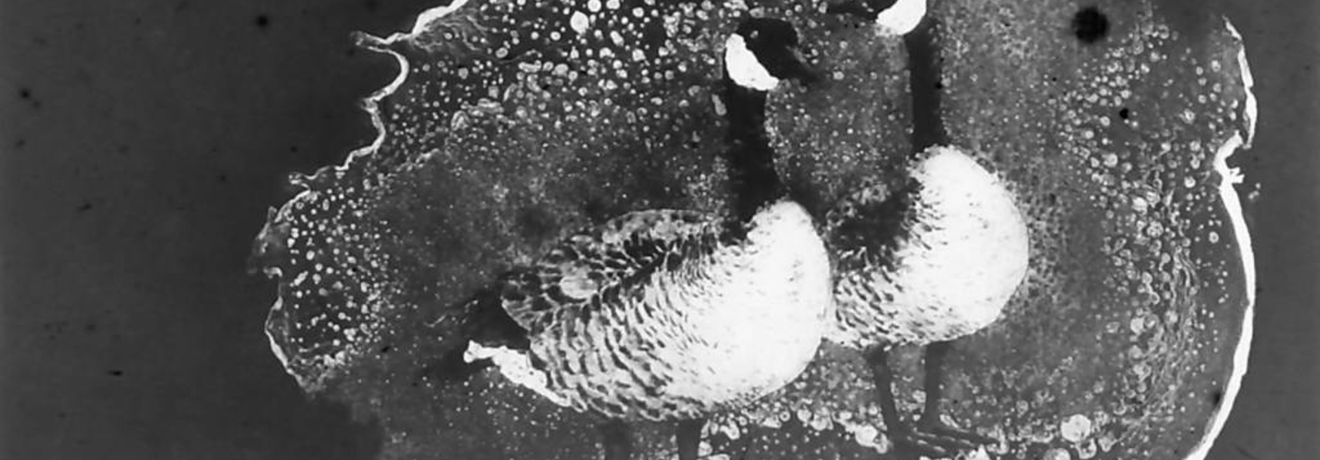 Canada Geese II
