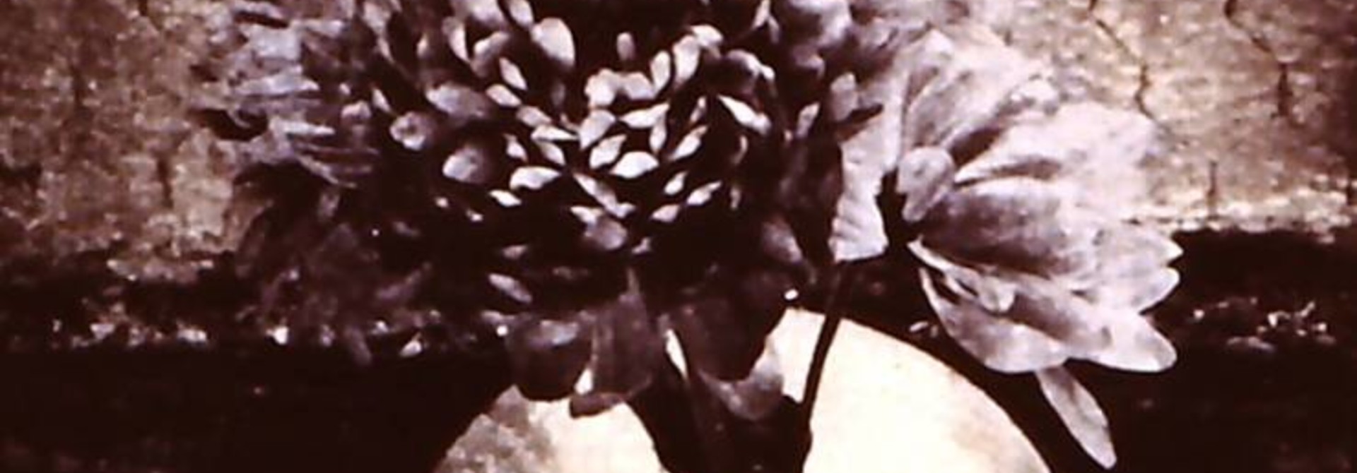 Crysanthemums in Vase