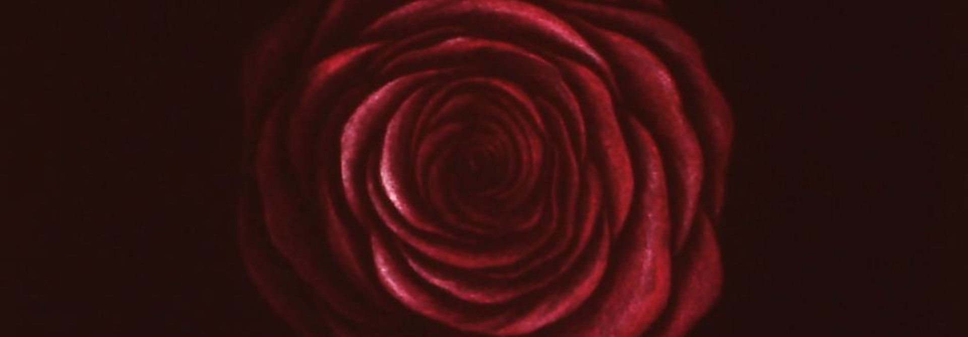Rose Blossom