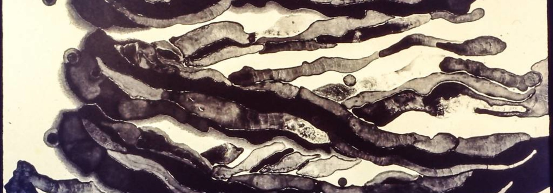 Black Bacon #1