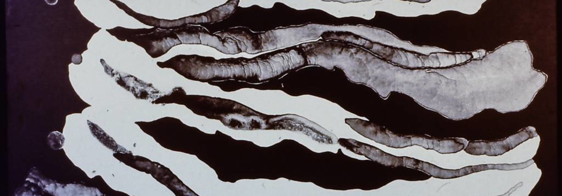 Black Bacon #2