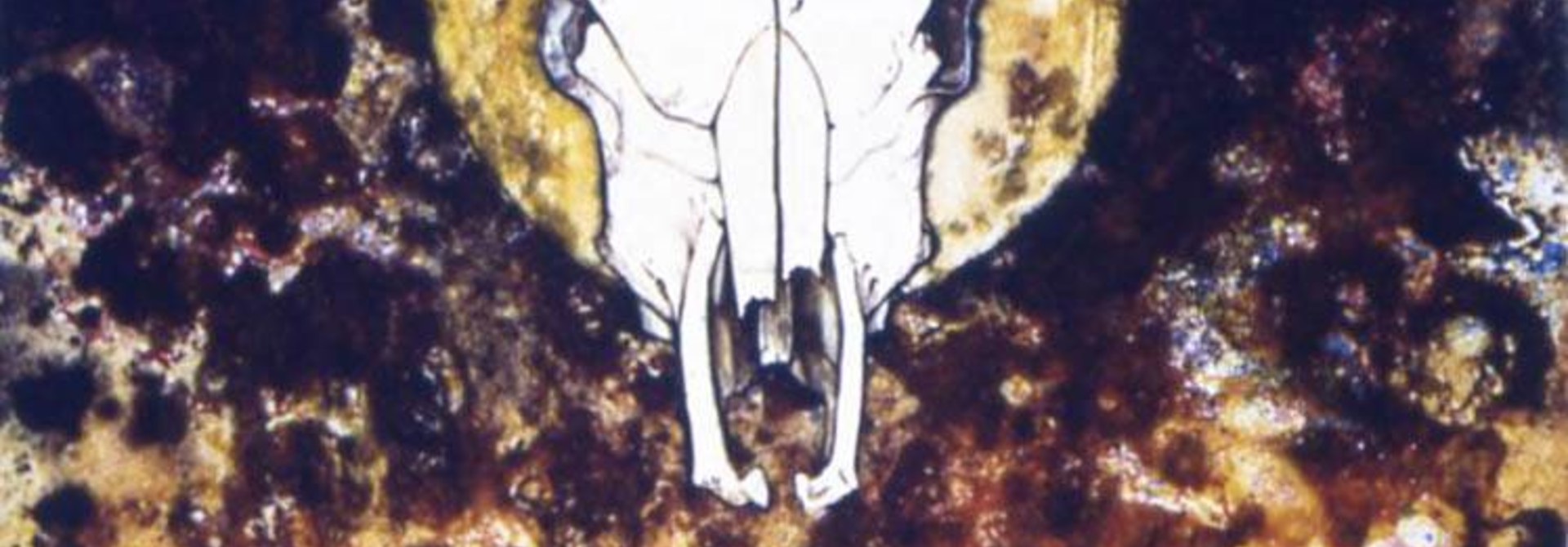 fun with cow skull