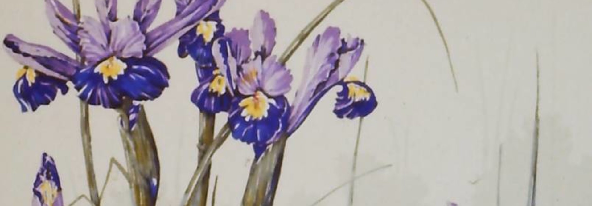 Dutch Iris