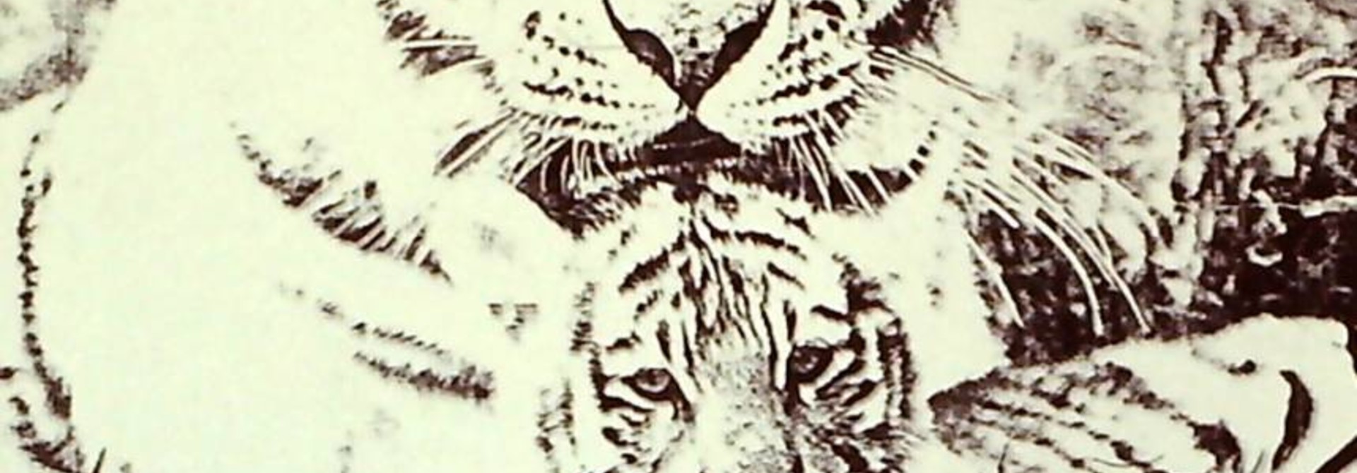 Black & White Tigers
