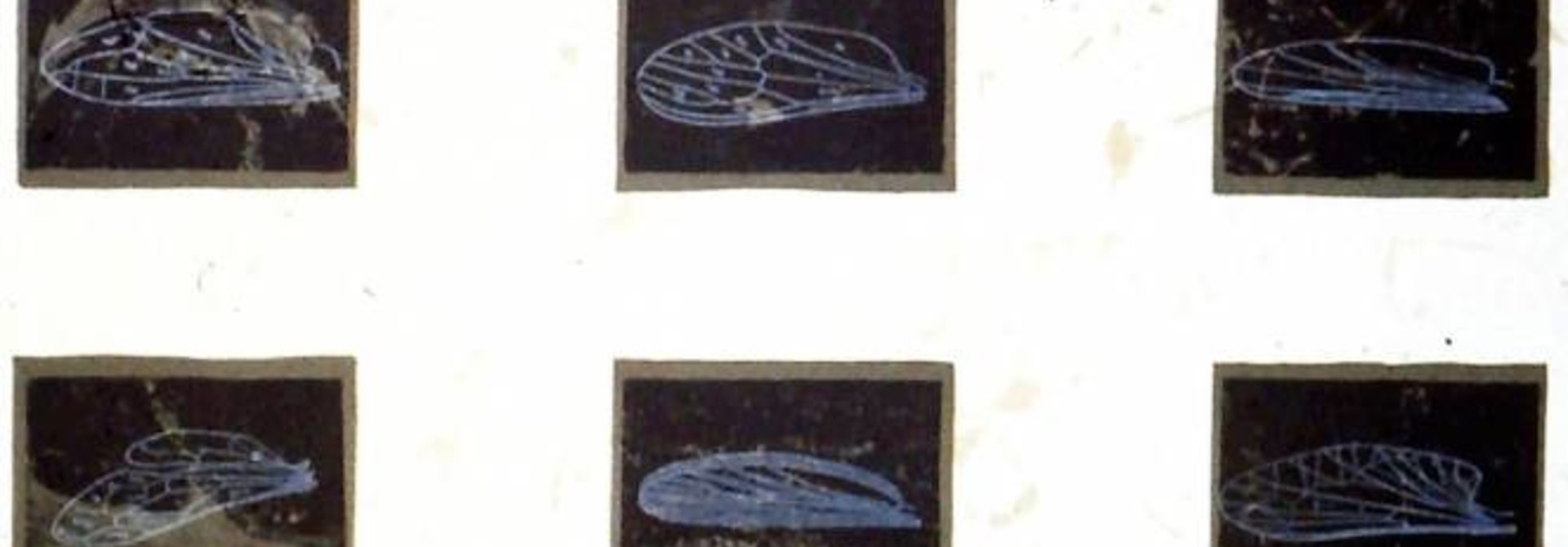 Diversity (Insect Wing Variations)