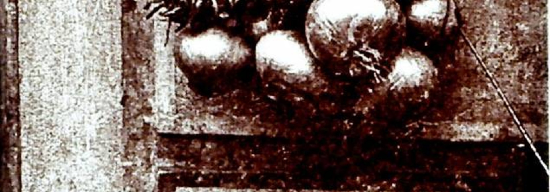 Cebola
