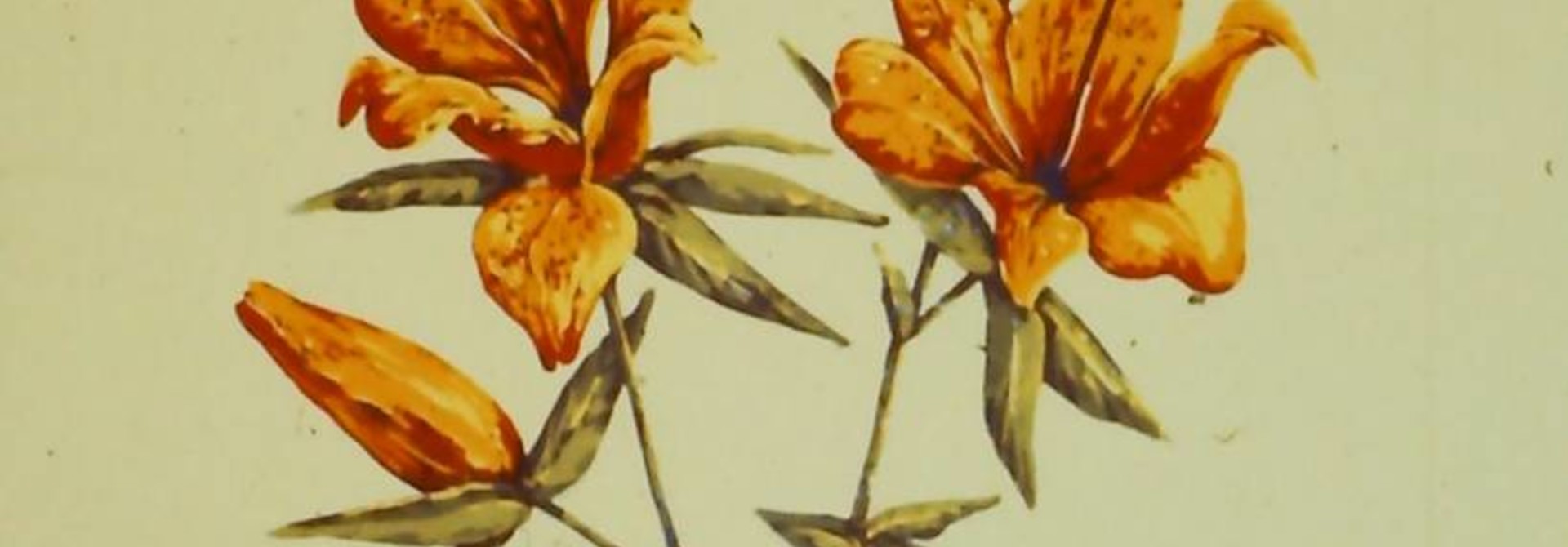 Enchantment Lily