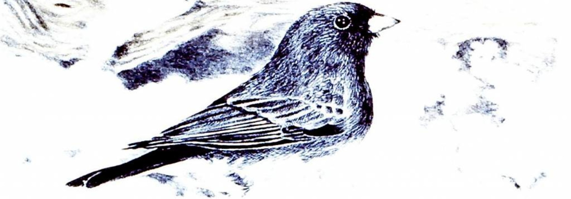 Dark-eyed Junco