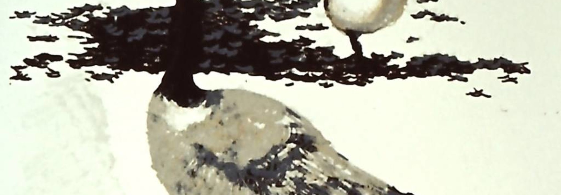 Canada Geese #2