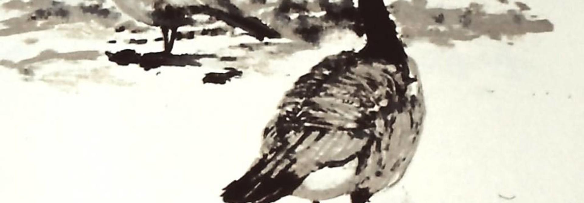 Canada Geese #1