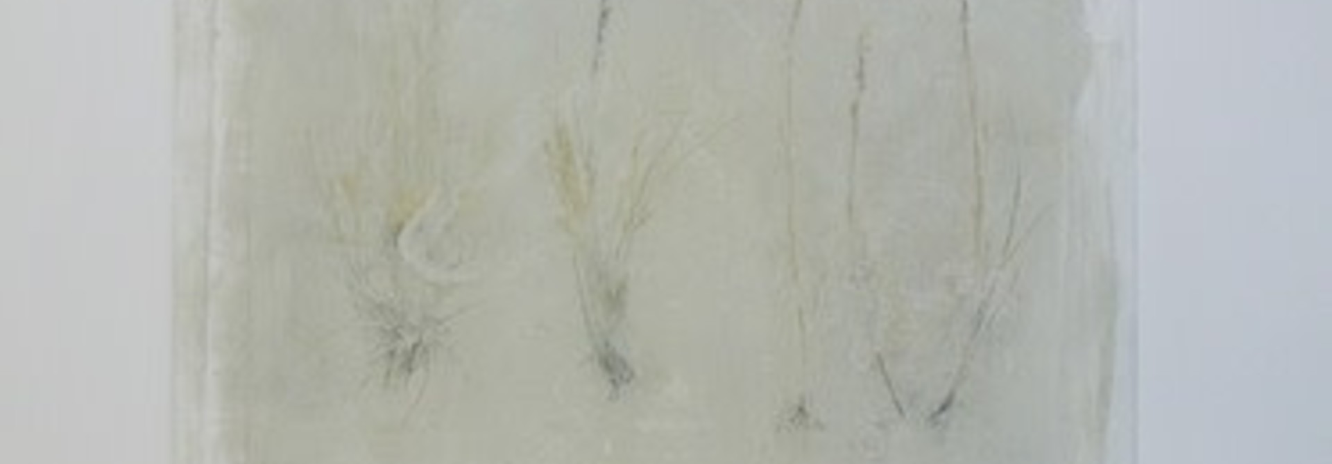 Festuca Saximontana B.C. Grasses Series